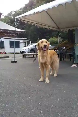 御誕生寺（猫寺）(福井県)