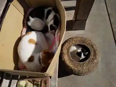 御誕生寺（猫寺）(福井県)