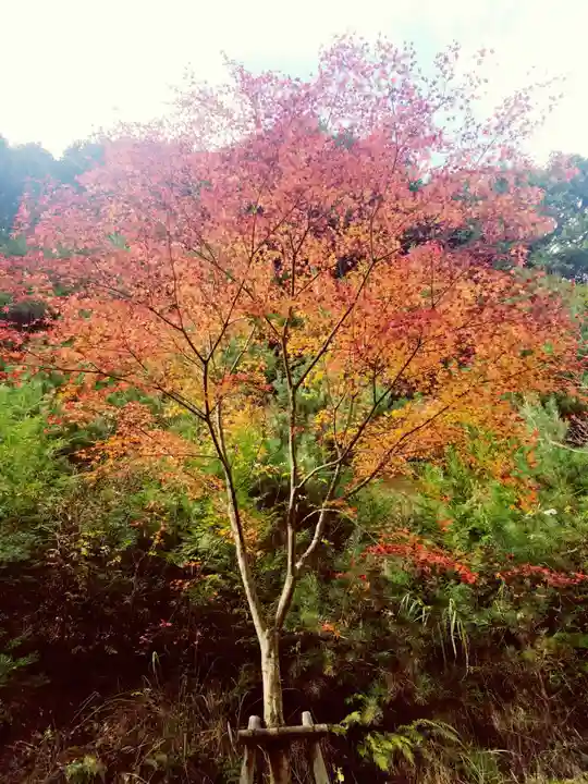 千如寺大悲王院の自然