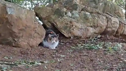 出雲伊波比神社の動物