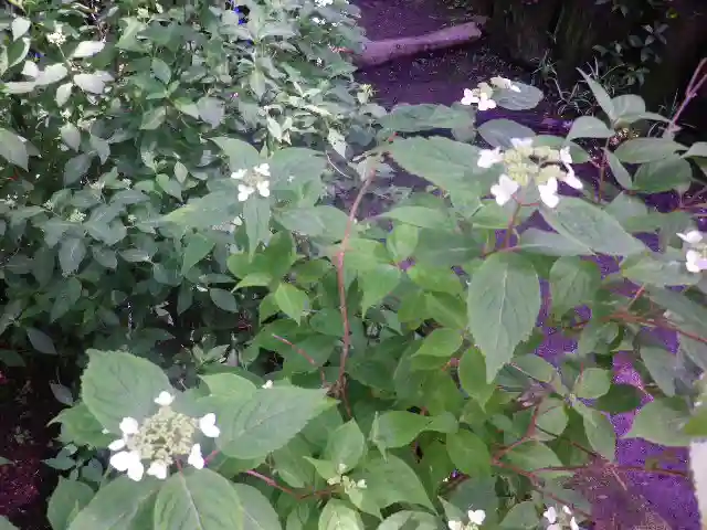 御霊神社の自然