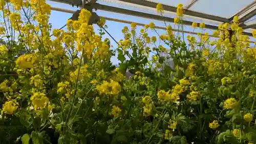 半木神社（賀茂別雷神社境外末社）(京都府)