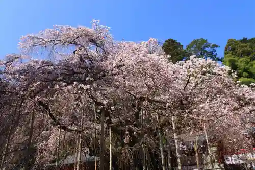 小川諏訪神社の自然