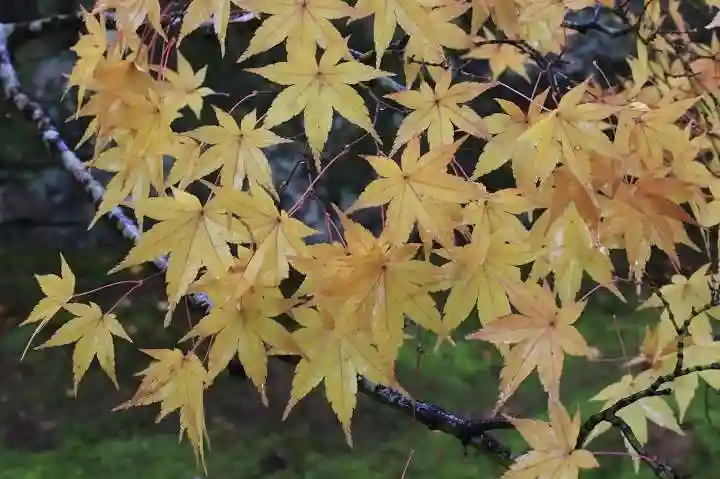 酬恩庵一休寺の自然