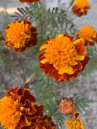 豊景神社の自然