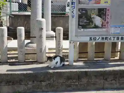 五位ノ池神社の動物