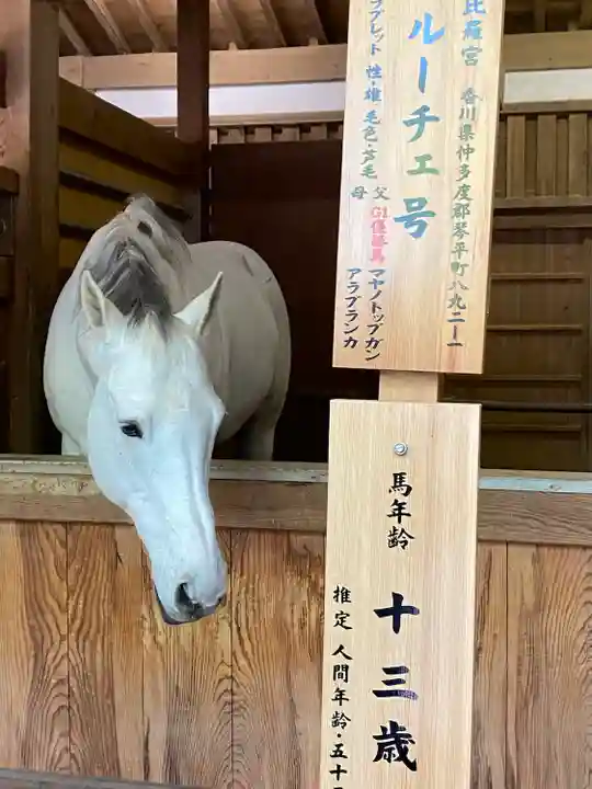 金刀比羅宮の動物