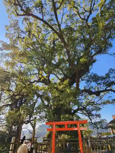 蒲生八幡神社の自然