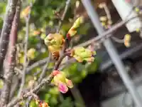 観音神社(広島県)