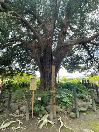 安養院　(田代寺）の{uncategorized: "未分類", other: "その他", undefined: "問題あり", building: "その他建物", grave: "お墓", sacred_gate: "鳥居", guardian: "狛犬", statue: "像", buddha: "仏像", history: "歴史", nature: "自然", garden: "庭園", animal: "動物", pagoda: "塔", temizu: "手水舎", mountain_gate: "山門・神門", sanctuary: "本殿・本堂", subordinate: "末社・摂社", art: "芸術", scenery: "景色", jizo: "地蔵", ema: "絵馬", goshuin: "御朱印", omikuji: "おみくじ", items: "授与品その他", amulet: "お守り", goshuincho: "御朱印帳", eats: "食事", festival: "お祭り", votive_dance: "神楽", shichigosan: "七五三参", wedding: "結婚式", experience: "体験その他", initially: "初詣", around: "周辺", anti_infection: "感染症対策"}