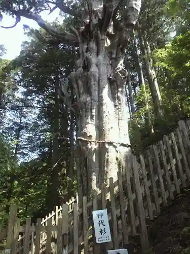 玉置神社の自然