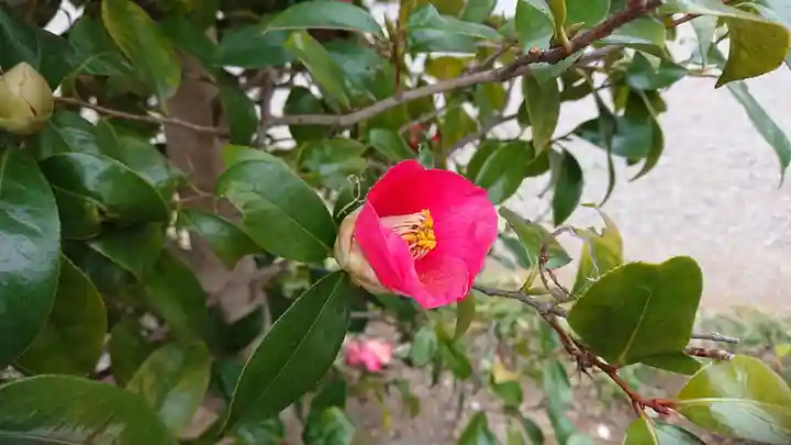尾曳稲荷神社の自然