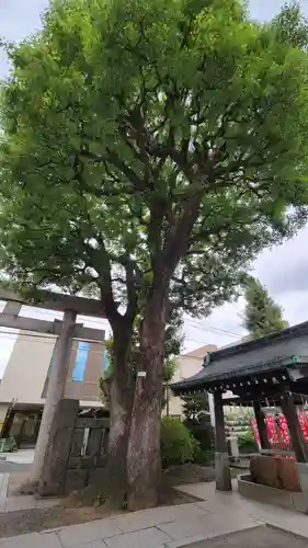 麻布氷川神社の自然