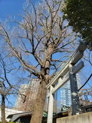 熊野神社の鳥居