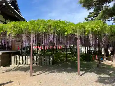 葛井寺(大阪府)