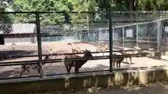 鹿島神宮の動物