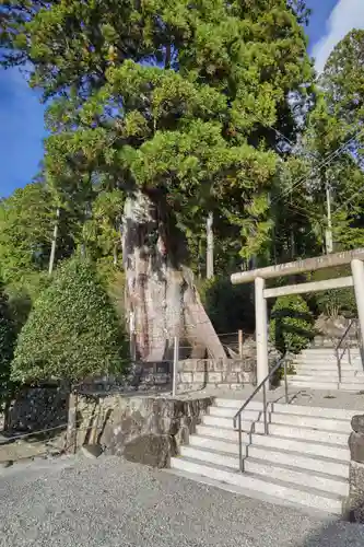 久津八幡宮の自然
