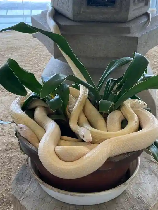 岩国白蛇神社の動物