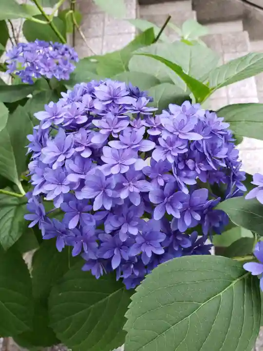 十番稲荷神社(東京都)