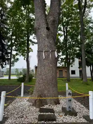 幌加内神社の自然
