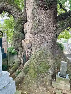 妙雲寺(東京都)