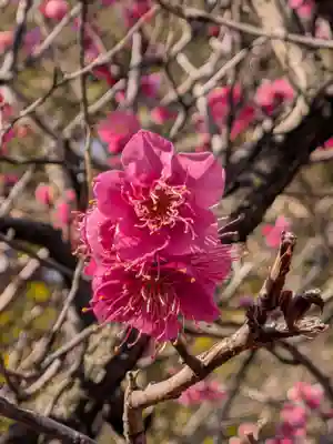 中野沼袋氷川神社(東京都)