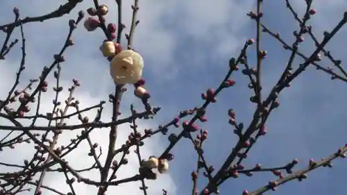 北野天満宮の自然