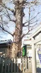 柳原稲荷神社の自然