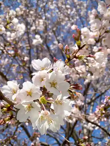 鹿嶋三嶋神社(茨城県)