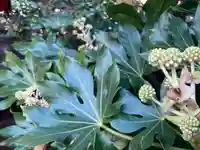 夜泣稲荷大明神の自然