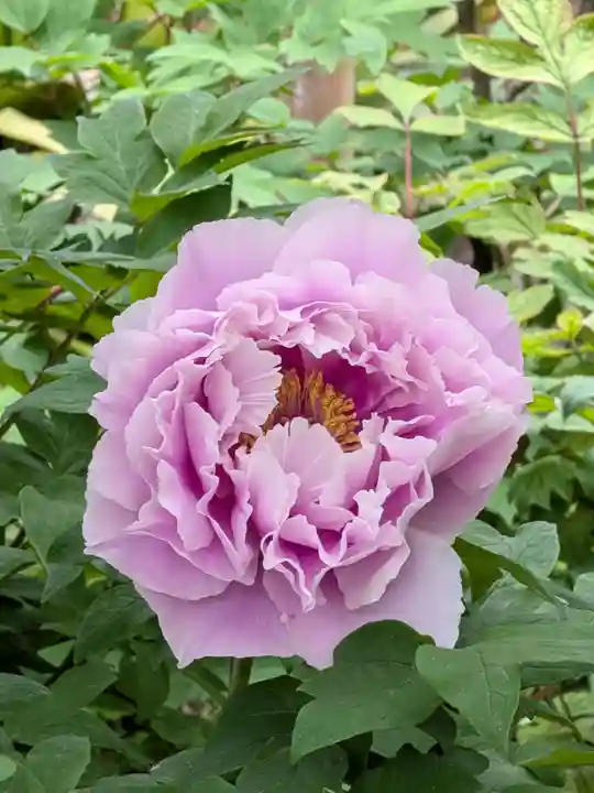 東長谷寺 薬王院(東京都)