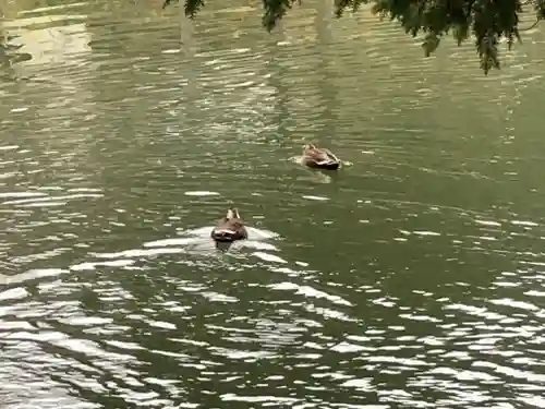 高鴨神社の動物