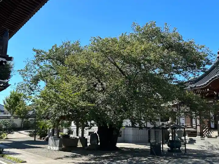 大林寺(神奈川県)