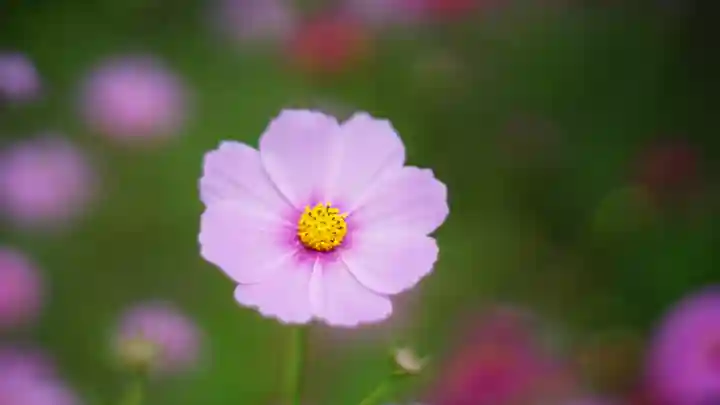 般若寺 ❁コスモス寺❁(奈良県)