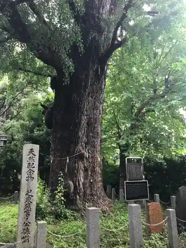 芝東照宮の自然