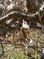 長谷寺の動物