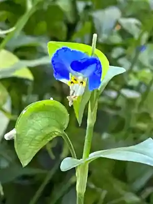 城南宮(京都府)