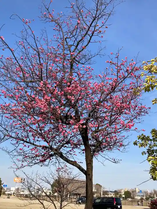 曽禰神社(大阪府)