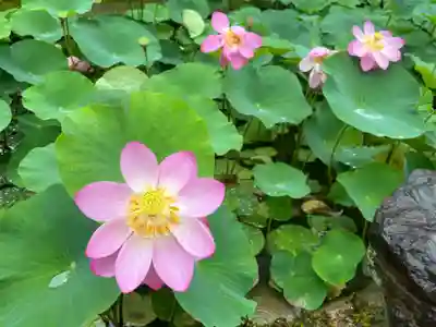 西芳寺(京都府)