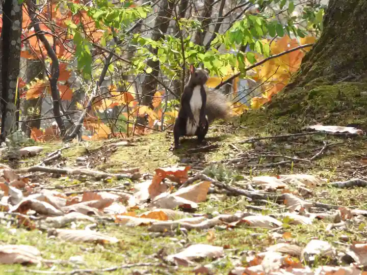 留辺蘂神社の動物