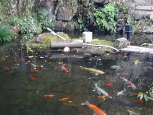 大山寺の動物
