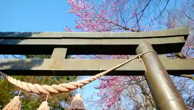 信濃神社の鳥居