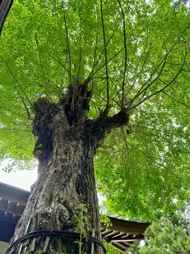 高瀧神社(千葉県)
