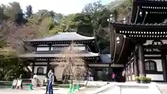 長谷寺(神奈川県)