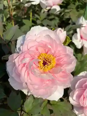 金蛇水神社(宮城県)