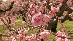 北野天満宮の自然