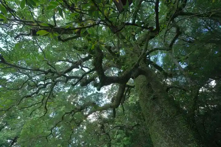 熊野速玉大社の自然