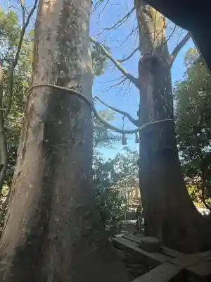 川越氷川神社の{uncategorized: "未分類", other: "その他", undefined: "問題あり", building: "その他建物", grave: "お墓", sacred_gate: "鳥居", guardian: "狛犬", statue: "像", buddha: "仏像", history: "歴史", nature: "自然", garden: "庭園", animal: "動物", pagoda: "塔", temizu: "手水舎", mountain_gate: "山門・神門", sanctuary: "本殿・本堂", subordinate: "末社・摂社", art: "芸術", scenery: "景色", jizo: "地蔵", ema: "絵馬", goshuin: "御朱印", omikuji: "おみくじ", items: "授与品その他", amulet: "お守り", goshuincho: "御朱印帳", eats: "食事", festival: "お祭り", votive_dance: "神楽", shichigosan: "七五三参", wedding: "結婚式", experience: "体験その他", initially: "初詣", around: "周辺", anti_infection: "感染症対策"}