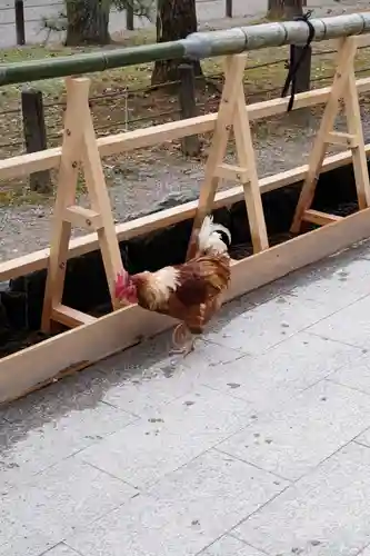 熱田神宮の動物