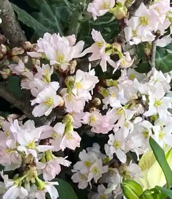 上尾御嶽神社(埼玉県)